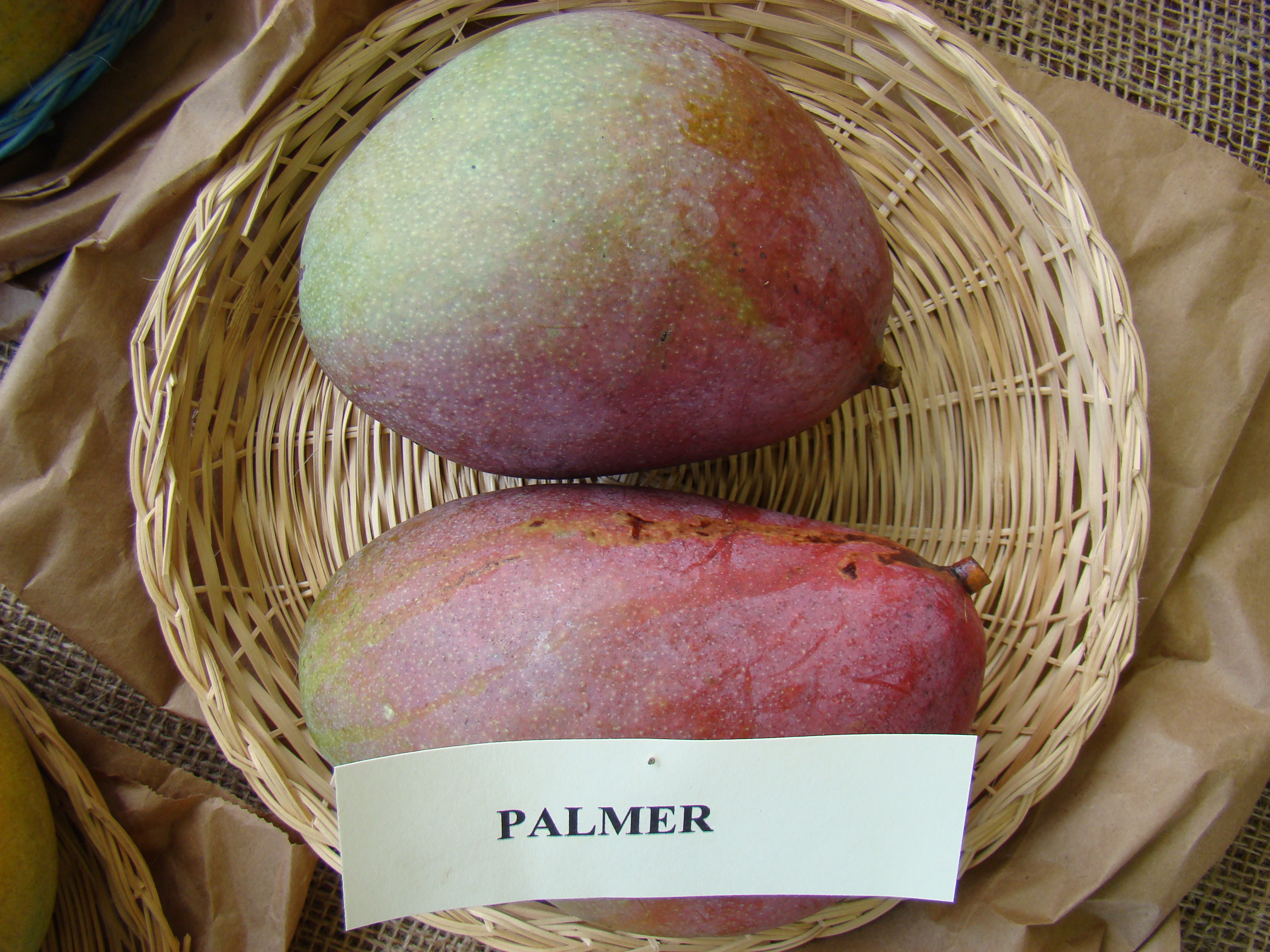 Palmer